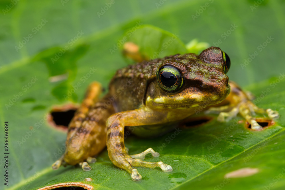 Frog on green leaves isolated on black, Torrent Frog of Borneo Island Frog on green leaves isolated on black, Torrent Frog of Borneo Island