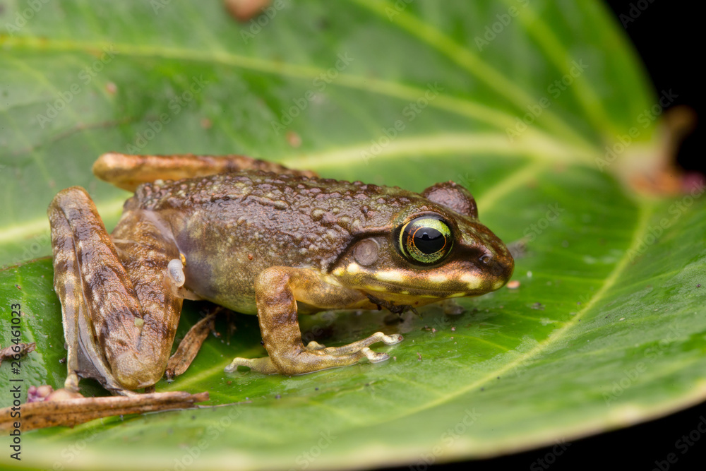 Frog on green leaves isolated on black, Torrent Frog of Borneo Island Frog on green leaves isolated on black, Torrent Frog of Borneo Island