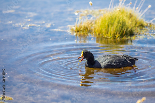 A cute water bird Red Gartered Coot swimming in the waters of Atacama Desert Altiplano lagoons and swamps with its amazing blue sky and clouds reflections in water. An awe idyllic wildlife environment
