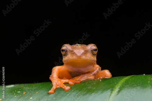 Cute Masked tree frog on green leaves with isolated on black - Rhacophorus angulirostris