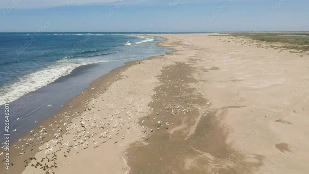 Dron flies over many seabirds in sandy seashore Dron flies over many seabirds in sandy seashore