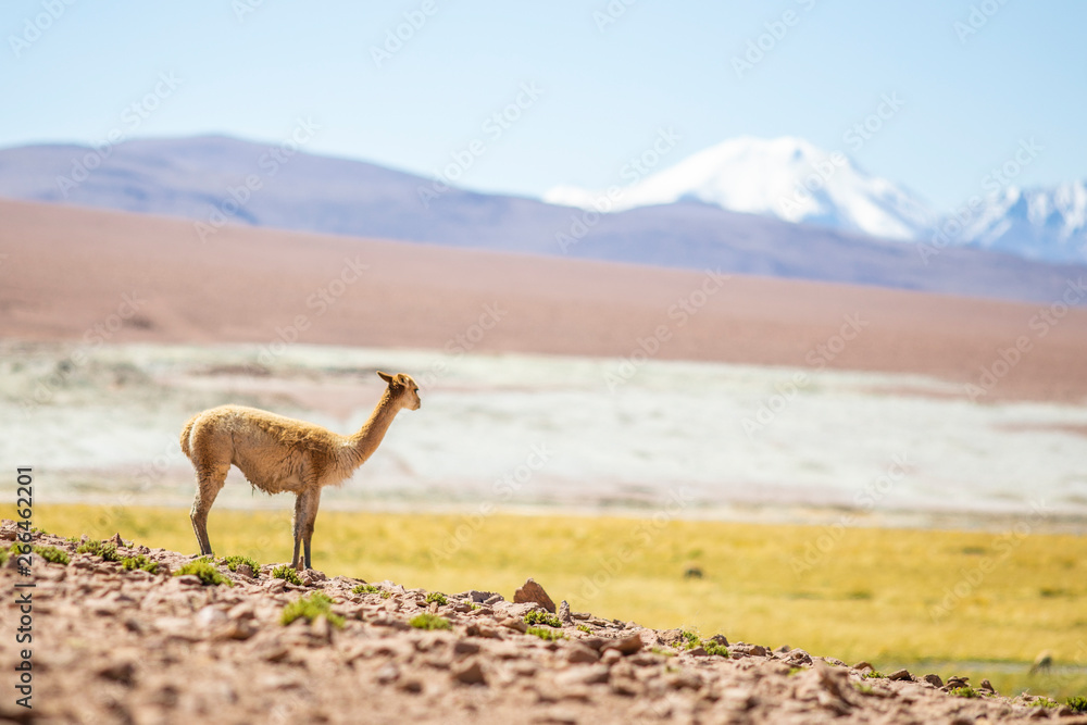 Naklejka premium A lonely Vicuna Andes mountains mammal looking at views on an amazing scenery at Atacama Desert Altiplano above 4,000masl. Awe high altitude meadows on idyllic landscape surrounded by Andes mountains