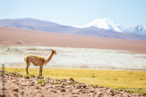 A lonely Vicuna Andes mountains mammal looking at views on an amazing scenery at Atacama Desert Altiplano above 4 000masl. Awe high altitude meadows on idyllic landscape surrounded by Andes mountains