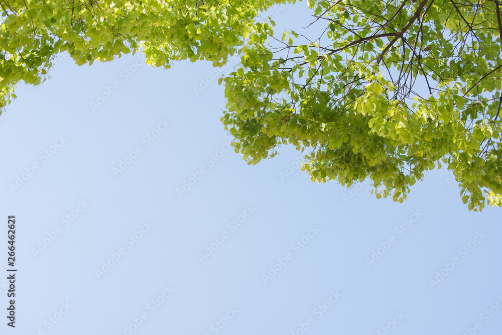 新緑の空 新緑の空