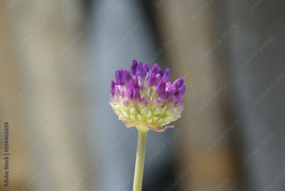 Obraz premium SONY DSC