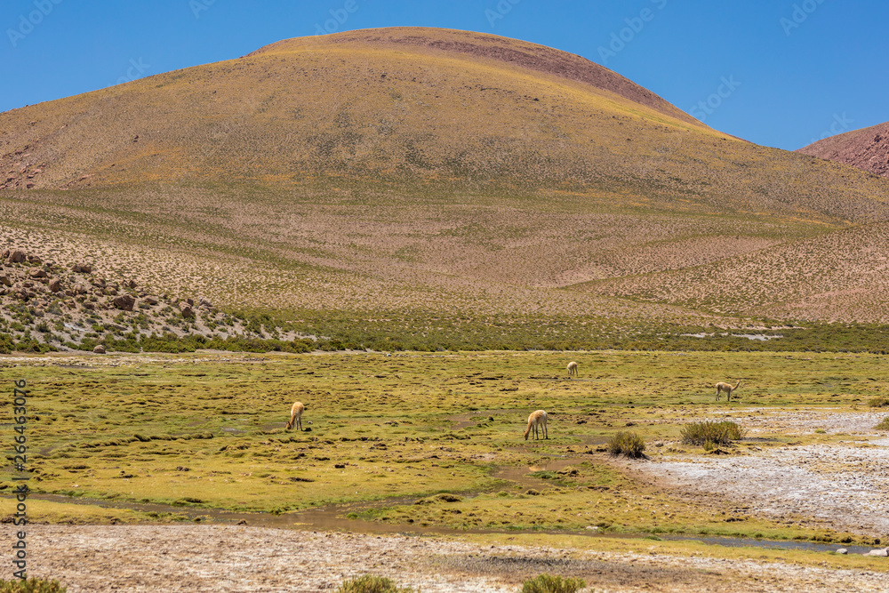 Fototapeta premium Vicuna mammal grazing pasture over Andes mountains Altiplano meadows. The silhouette of the Vicuna is backlight illuminated by the sun rays. A moody atmosphere during sunset time at Atacama Desert
