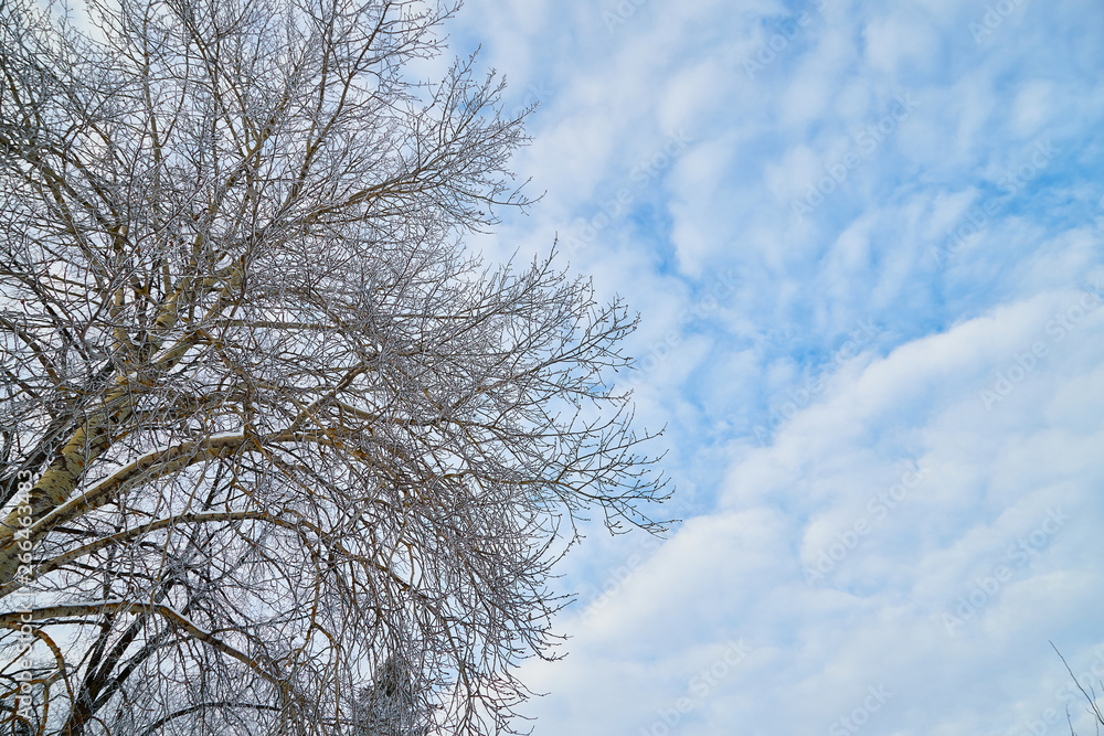 Naked branches of a tree against sky with white clouds Naked branches of a tree against sky with white clouds