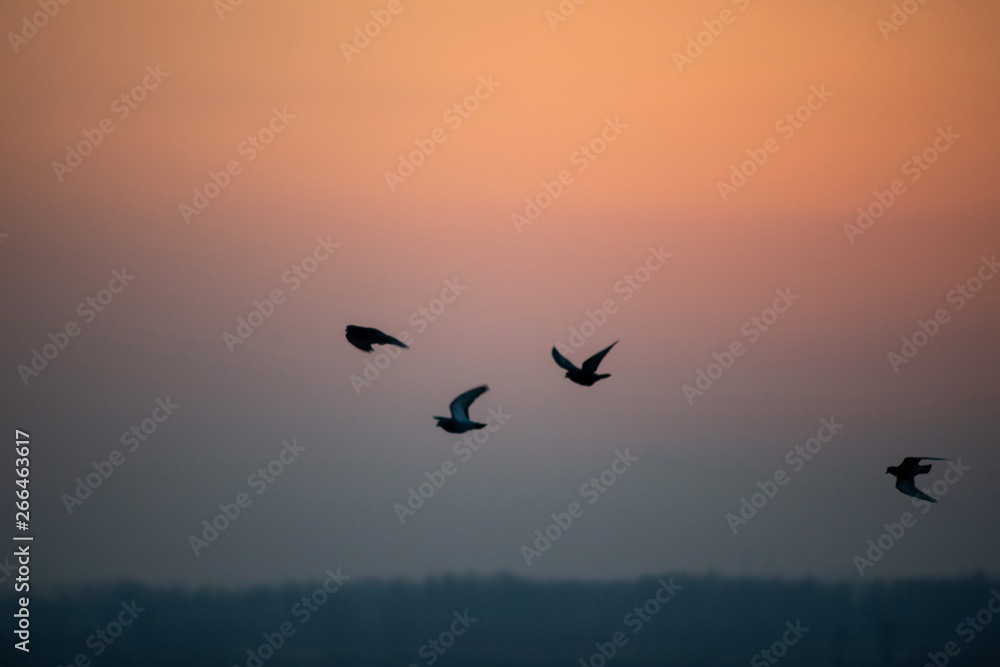 Four pigeons silhouetted against a red sky