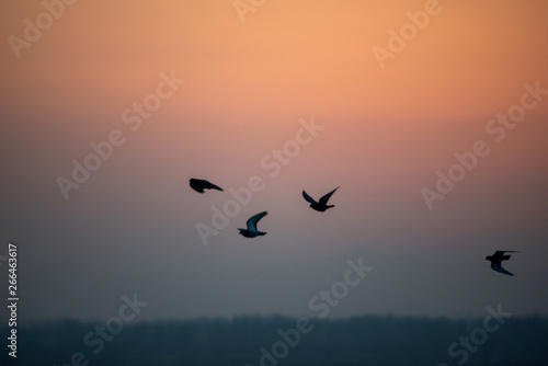 Four pigeons silhouetted against a red sky