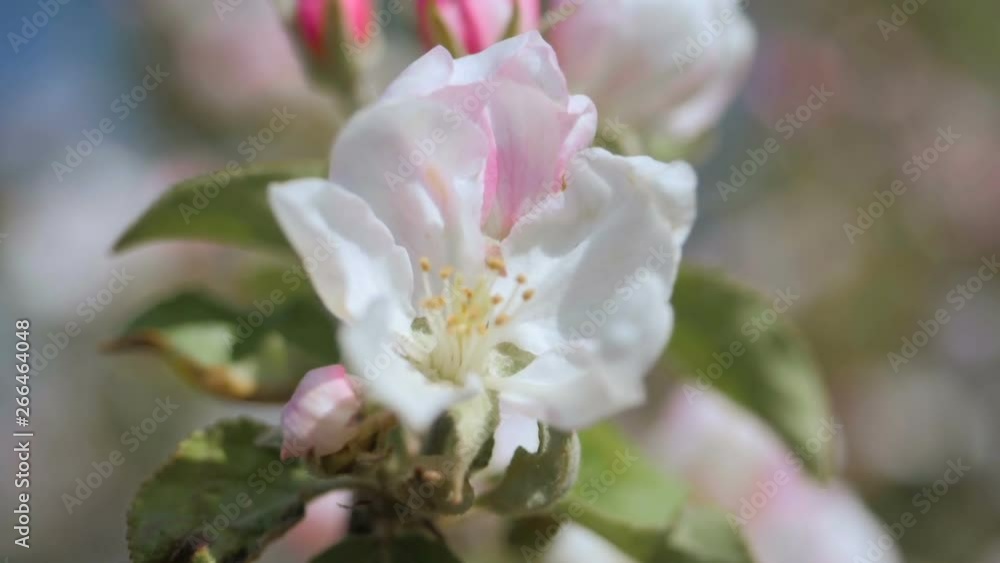Close up for white apple flower buds on a branch. Closeup on flowering bloom of apple tree blossoming flowers in spring garden. Slow motion. Shallow DOF. Spring day. Blue sky. Close up for white apple flower buds on a branch. Closeup on flowering bloom of apple tree blossoming flowers in spring garden. Slow motion. Shallow DOF. Spring day. Blue sky.