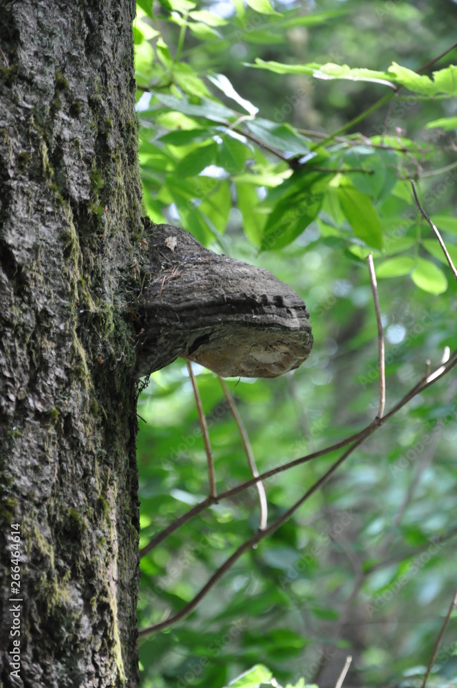 Fungi Shelf on Tree V Fungi Shelf on Tree V