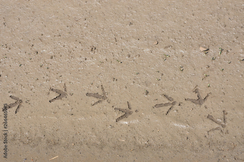 Bird Tracks in Mud H Bird Tracks in Mud H