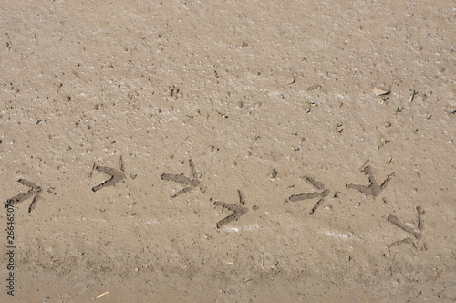 Bird Tracks in Mud H