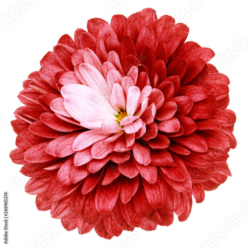 red flower chrysanthemum on a white isolated background with clipping path no shadows. Closeup. Nature.