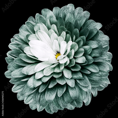 green flower  chrysanthemum on the black isolated background with clipping path  no shadows. Closeup.  Nature.