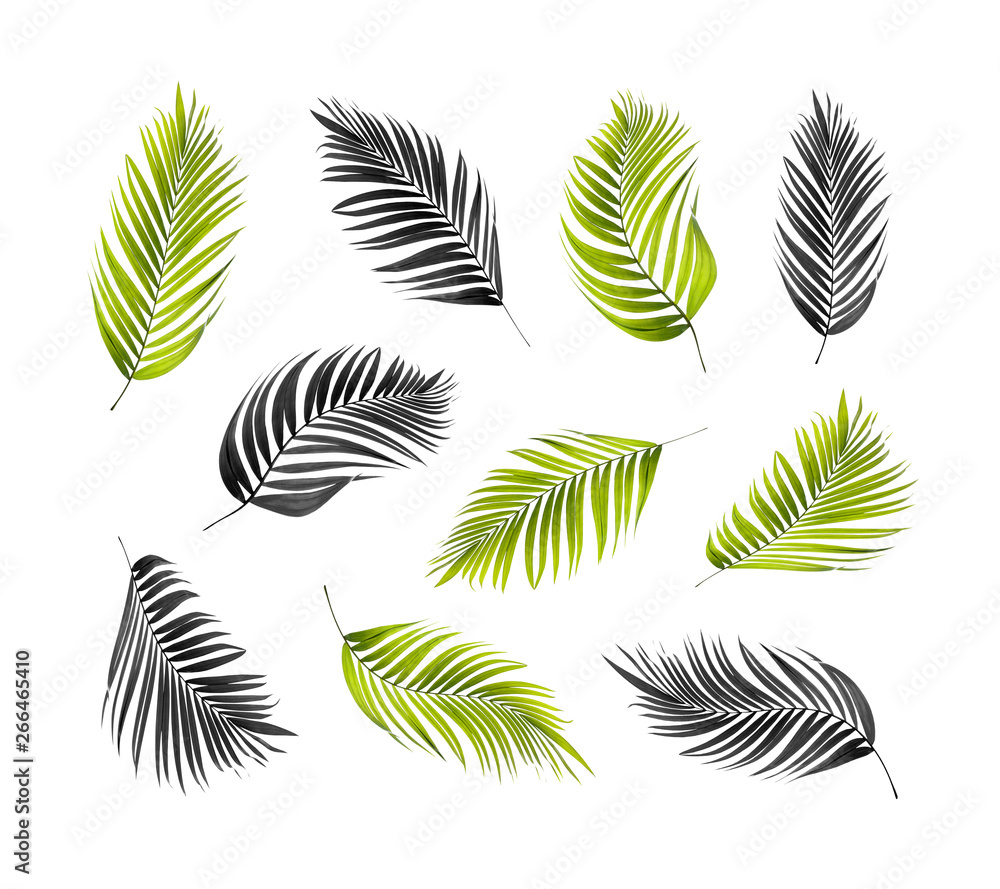 green palm leaf isolated on white for summer background green palm leaf isolated on white for summer background