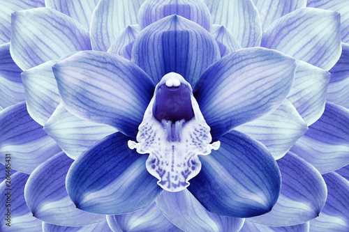 Floral halftone blue and purple background. Flower and petals of a blue orchid close up. Nature. photo
