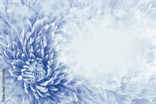 Floral halftone light blue background. Flower and petals of blue aster close up. Place for text. Nature.