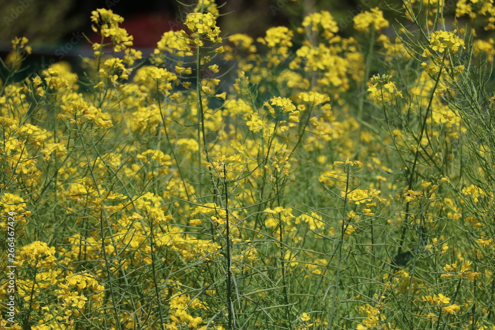 Obraz premium 菜の花