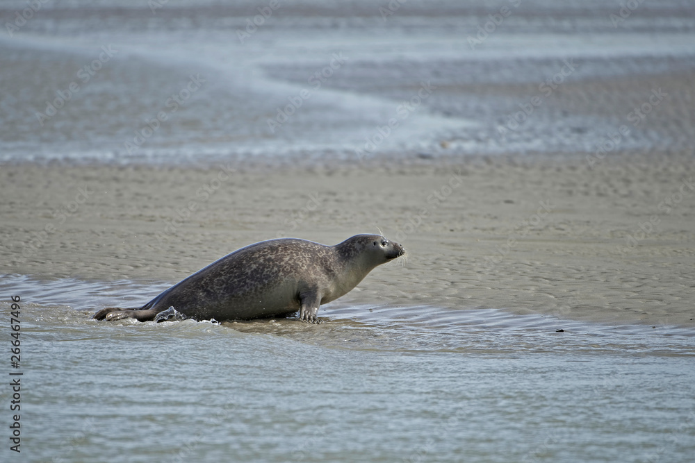 Fototapeta premium Phoque veau marin