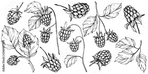 Vector Raspberry healthy food isolated. Black and white engraved ink art. Isolated berries illustration element.