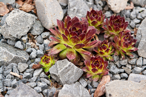 Garden design of a succulent on grey rocks