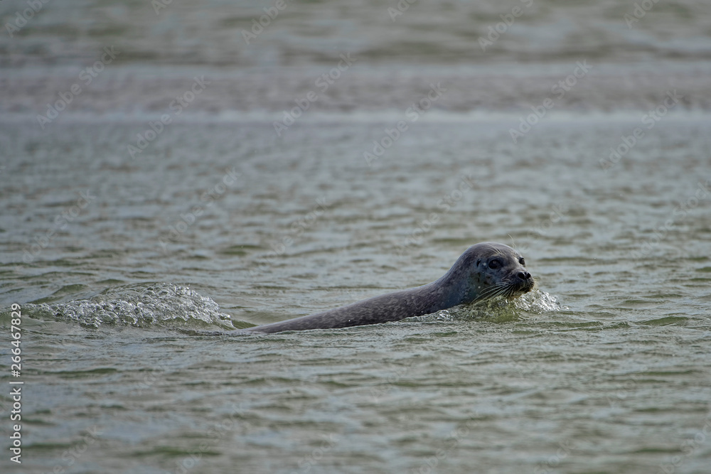 Fototapeta premium Phoque veau marin