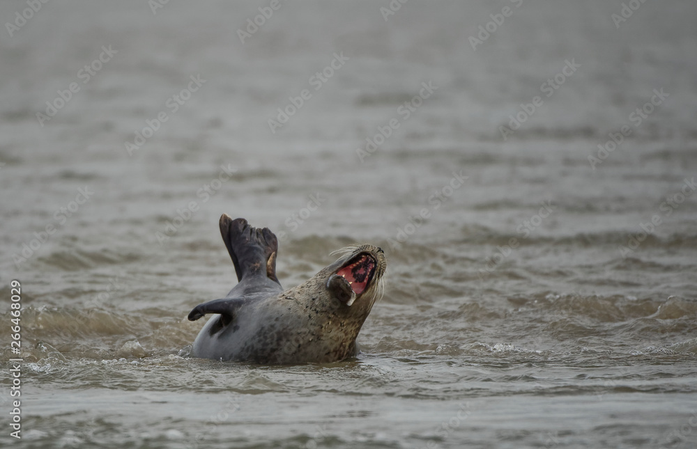 Fototapeta premium Phoque veau marin