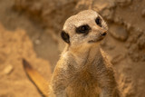 Meerkat closeup alone
