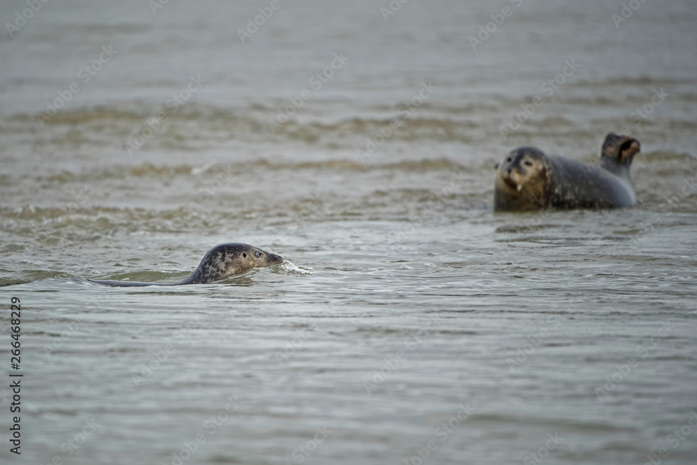 Fototapeta premium Phoque veau marin