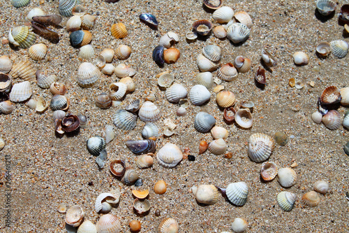 Shells of many types on sandy beaches, seashells background