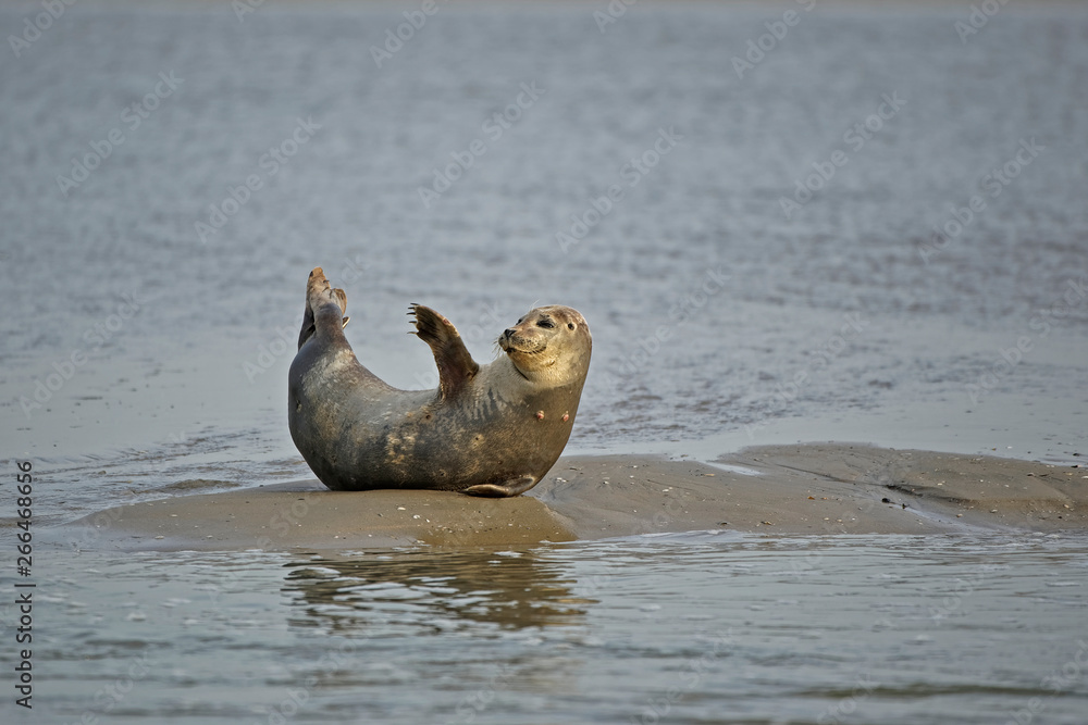 Fototapeta premium Phoque veau marin