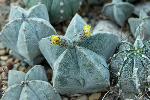 Tableau sur toile Astrophytum myriostigma jaumavense Cactaceae yellow flowers of a tropical home-grown cactus