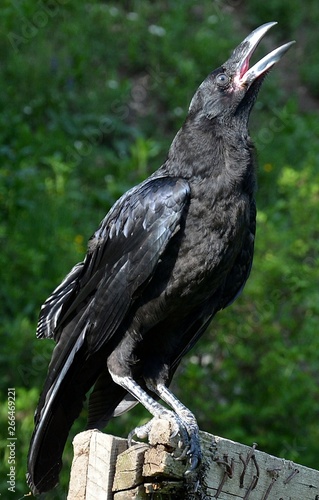 a crow singing photo