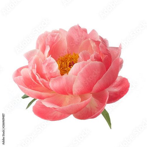 beautiful pink peony flower isolated on white background photo
