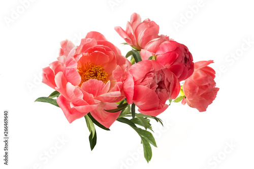 beautiful pink peonies flowers isolated on white background