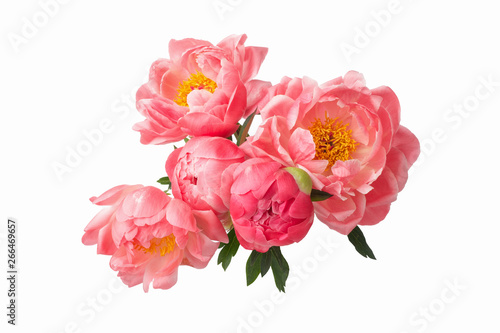 Fototapeta Naklejka Na Ścianę i Meble -  beautiful pink peonies flowers isolated on white background
