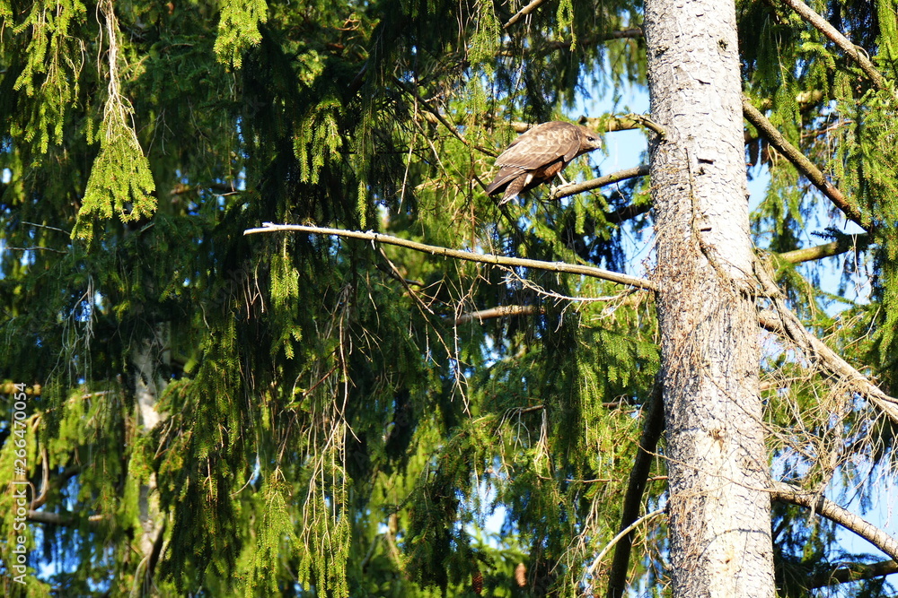 Fototapeta premium Hawk perched on a fir branch