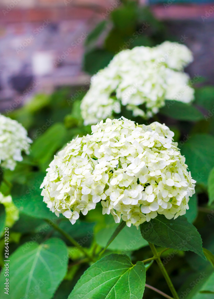 Blooming white Annabelle Hydrangea arborescens Blooming white Annabelle Hydrangea arborescens