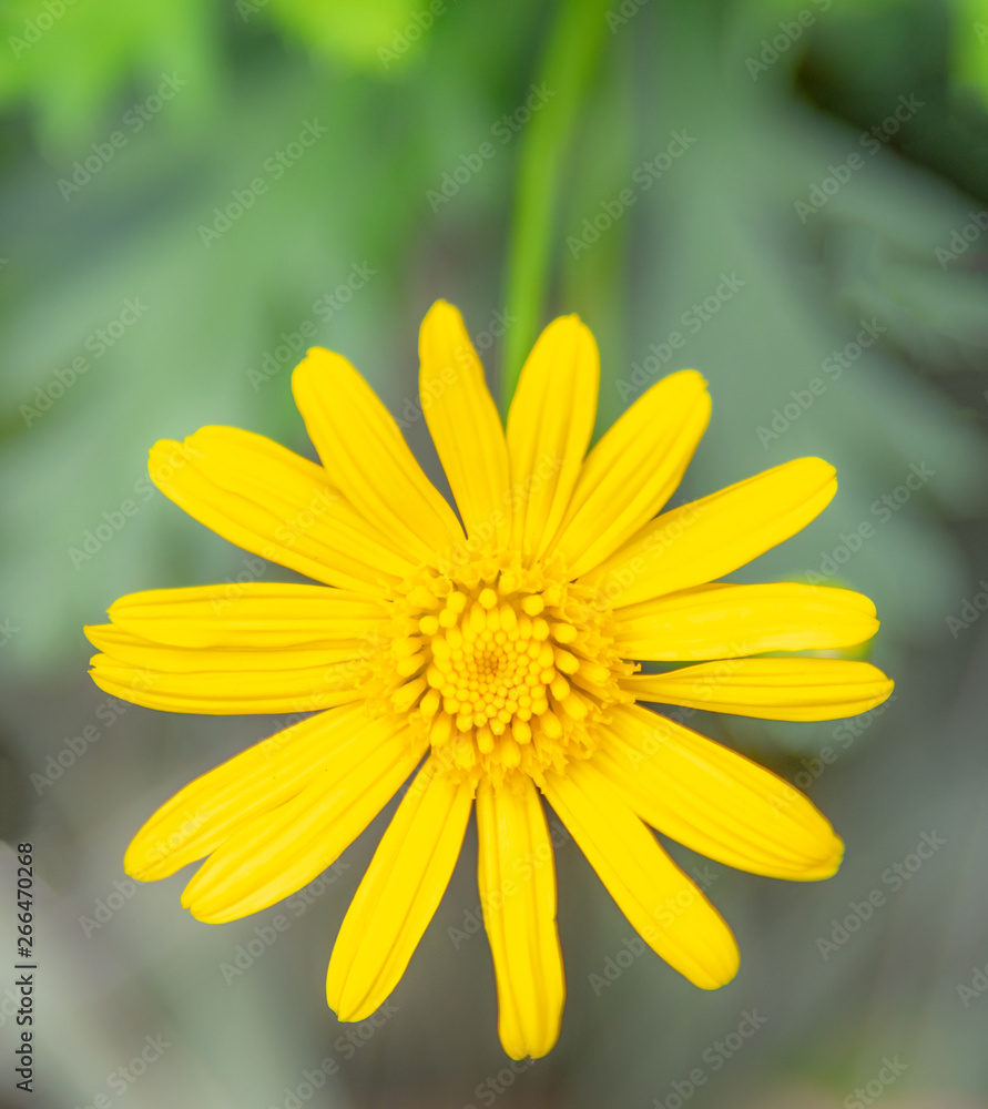 Obraz premium Golden Daisy.