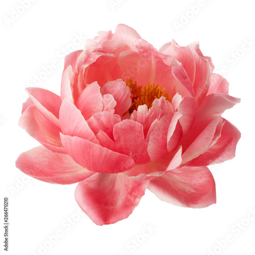 beautiful pink peony flower isolated on white background