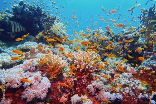Fototapeta Naklejka Na Ścianę i Meble -  Beautiful tropical coral reef with shoal or red coral fish Anthias