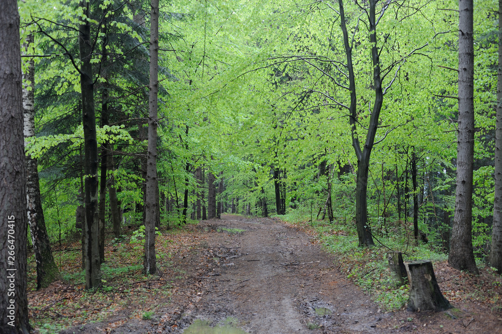 Virgin beech tree forest in spring in eastern Poland, Europe Virgin beech tree forest in spring in eastern Poland, Europe