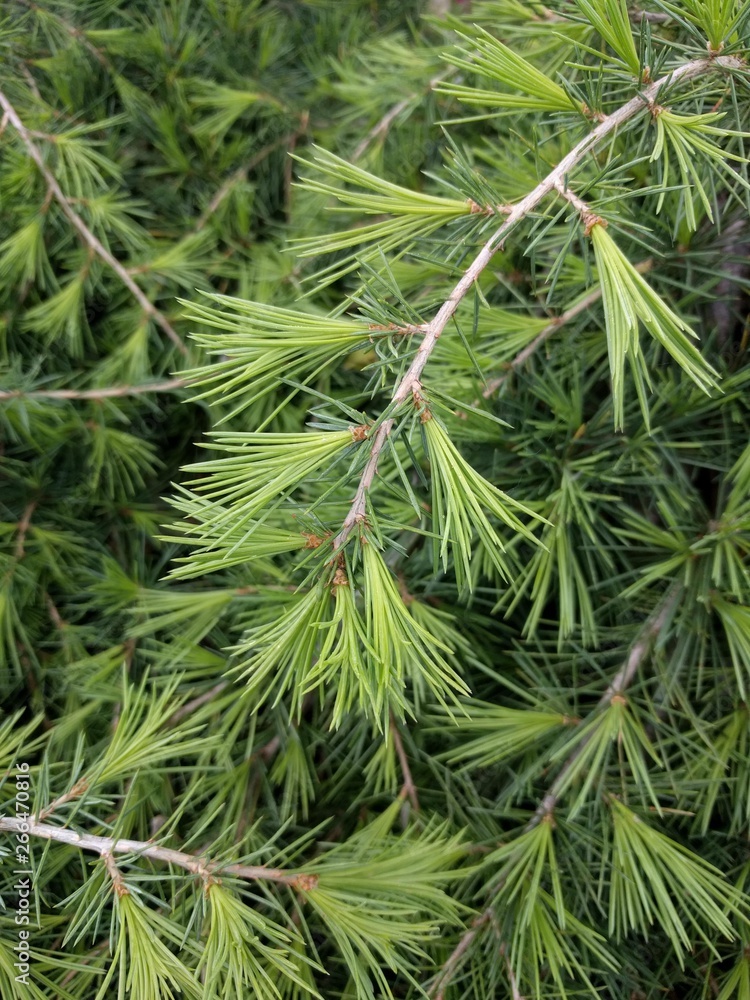 buds and leaves of trees, flowers, plants. Conifers, cones, leaves