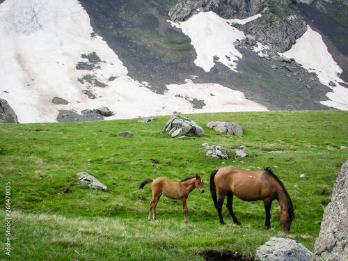 Horses. Beautiful view landscape mountains  Georgia. - Image