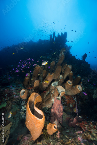 Tube sponges in Indonesia photo