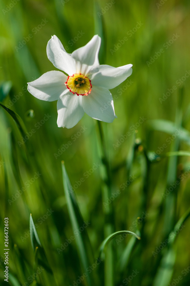 White narcissus daffodil flower on sunshine and blur background White narcissus daffodil flower on sunshine and blur background
