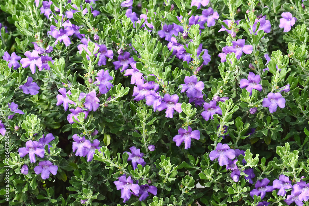 A section of Barometer Bush hedge with its vibrant purple flowers seen during Springtime in Houston, TX. Also known as Texas Sage.