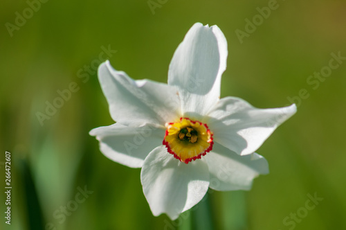White narcissus daffodil flower on sunshine and blur background