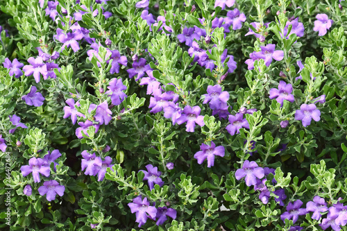 A section of Barometer Bush hedge with its vibrant purple flowers seen during Springtime in Houston, TX. Also known as Texas Sage. © Brett